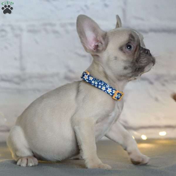 Jill, French Bulldog Puppy